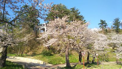 前森公園の桜２