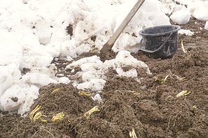掘り取ったひろっこは、たくさんの根と土だらけ