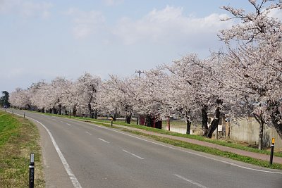 桜堤防の写真