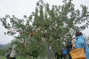 思い思いのりんごを収穫