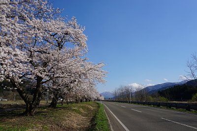 国道108号線の桜並木