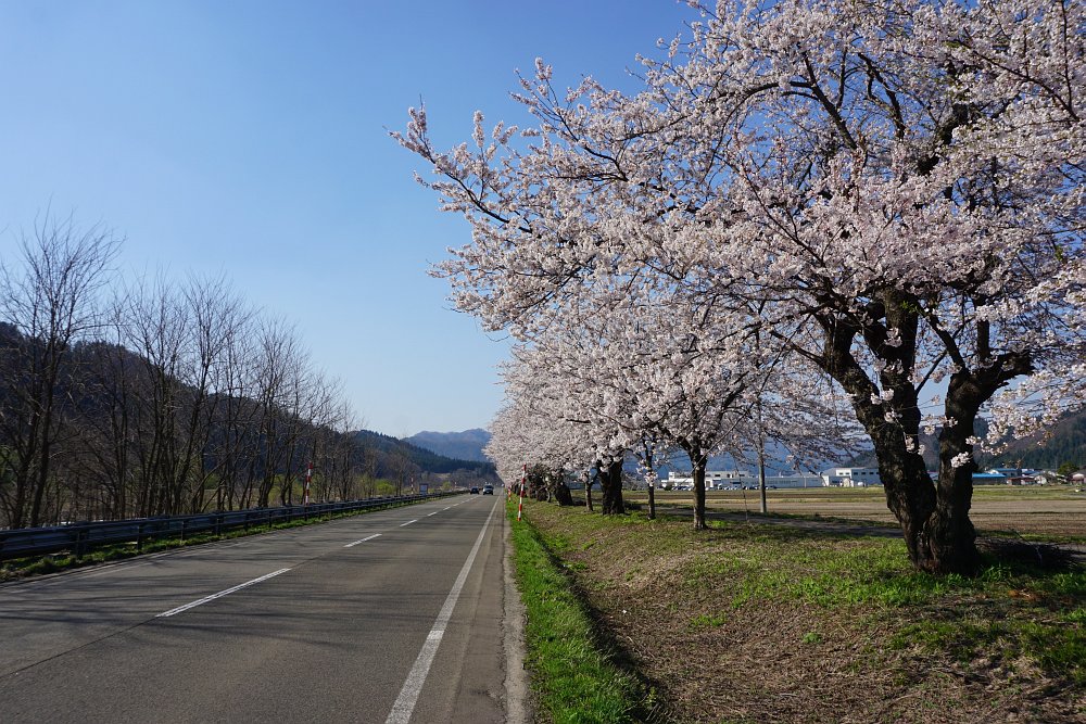 役内川の桜並木